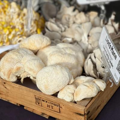 Lions Mane Pexels planka 28700282